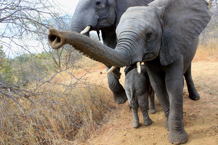 51-Year-Old Anti-Poaching Officer Trampled To Death In Victoria Falls