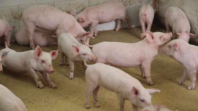 "It's A Ploy To Illegally Siphon The Taxpayers’ Money" - Views On Youths Projects ⋆ Pindula News