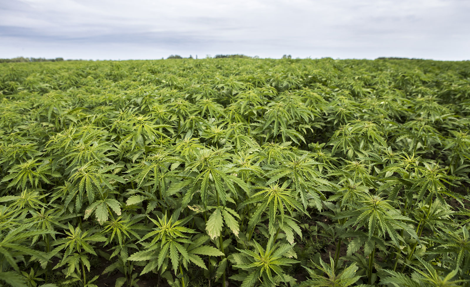 Harare Can Be The Cannabis Production Hub In Zimbabwe – Mafume