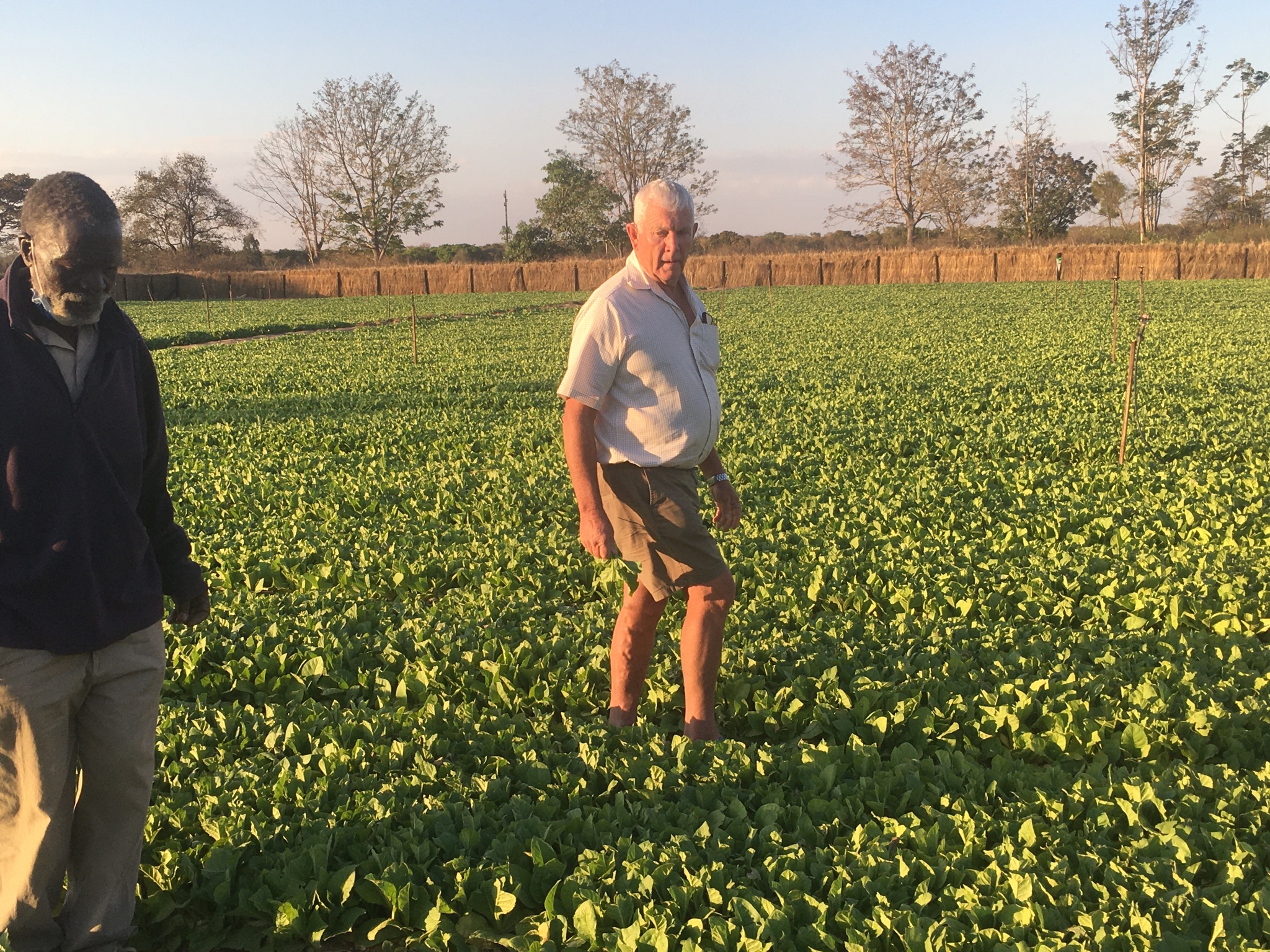 Zimbabwe Amending Constitution To Nationalise Some Commercial Farms – Report