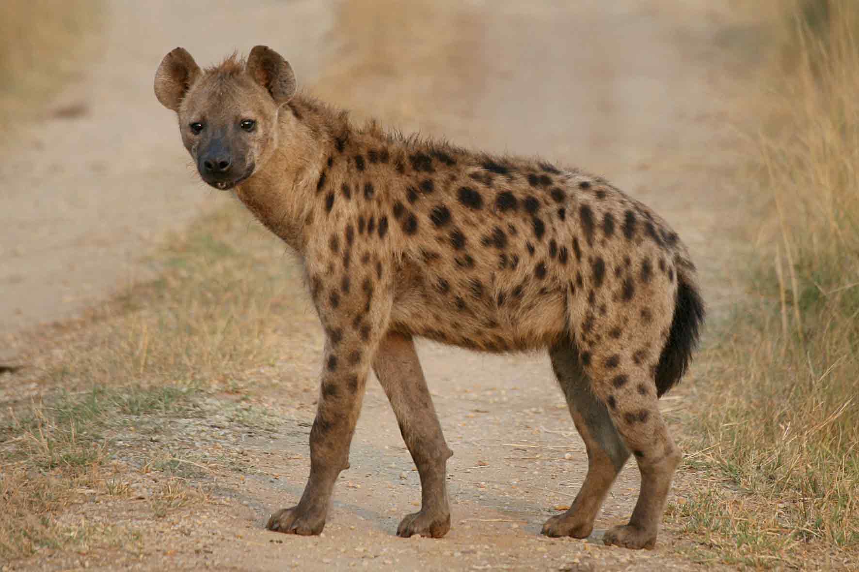 Villagers Live In Fear As Human-Wildlife Conflict Rises In Zimbabwe