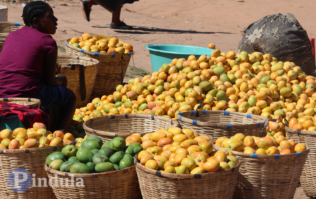Masvingo Farmers Forced To Feed Mangoes To Pigs