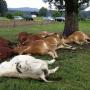 Cattle die