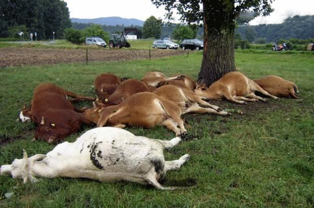 Cattle die