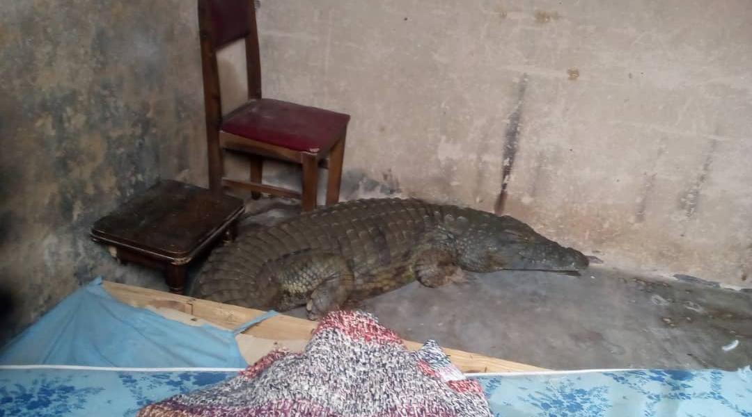 Crocodile found in a house in Shurugwi