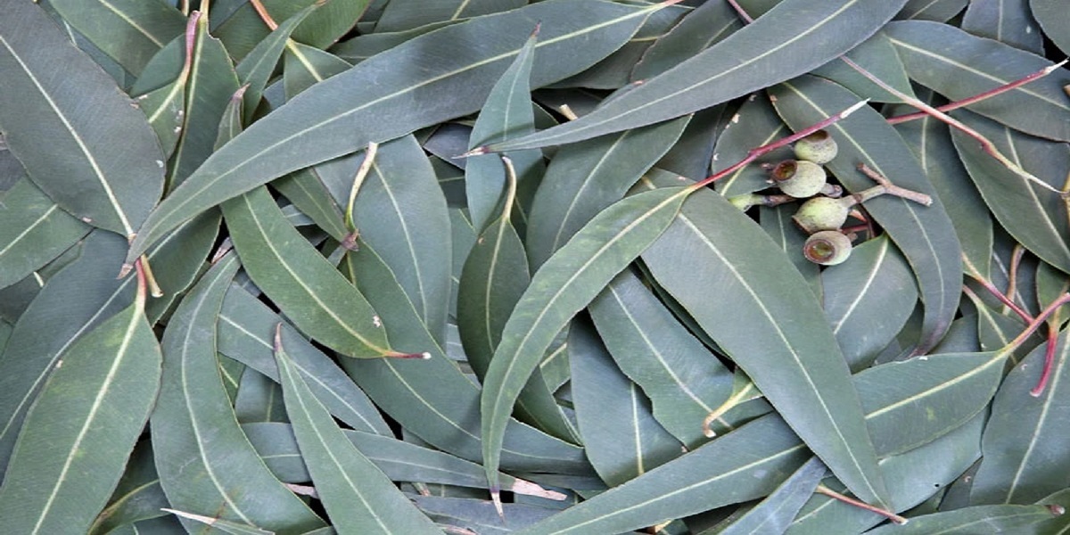 Eucalyptus Leaves
