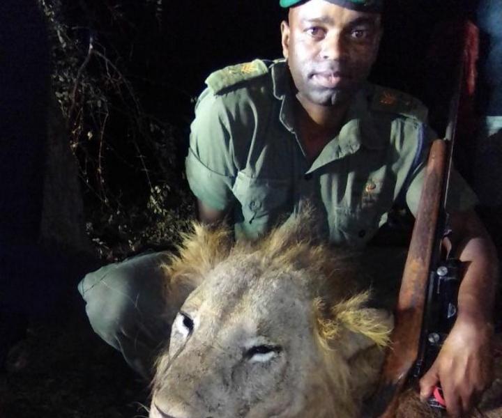 Stray lion killed in Triangle