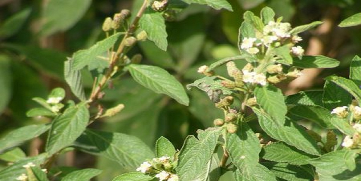 Zumbani/Umsuzwane/Lippia Javanica