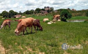 Cattle Grazing Along River