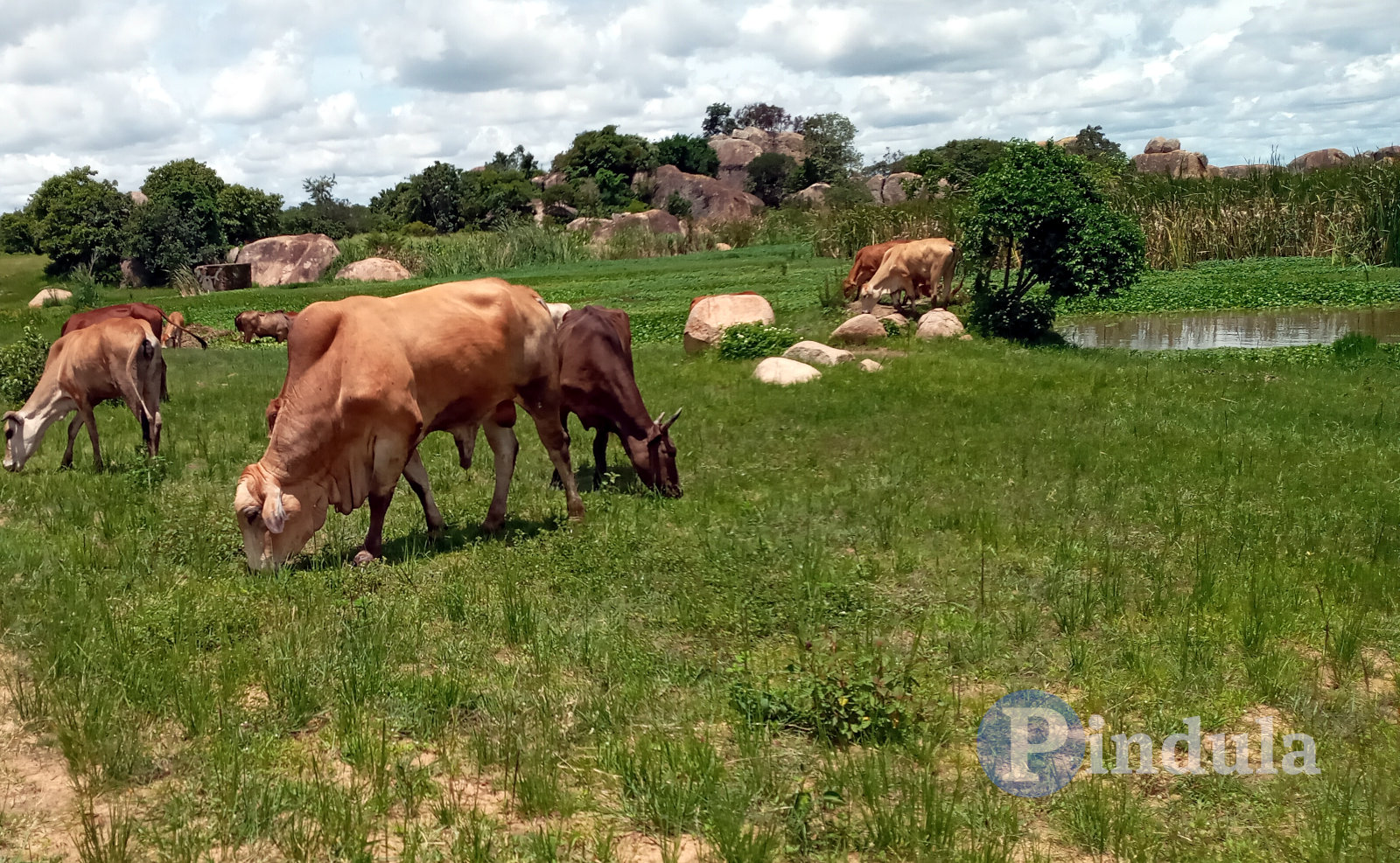 Murder convict seeking community reintegration faces “ngozi” demanding 80 cattle