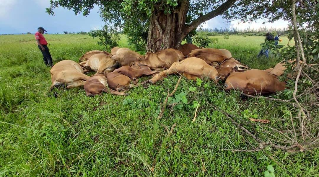 Cattle struck by lightning