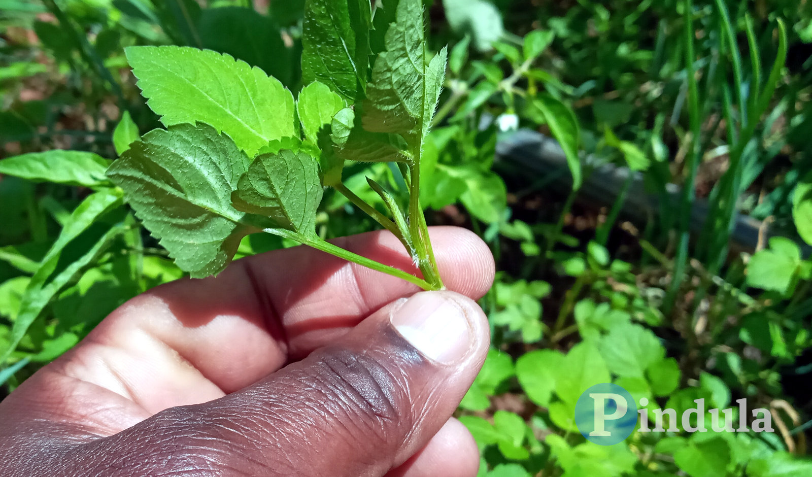 Unregulated Vaginal Herbs Linked To Cervical Cancer Rise