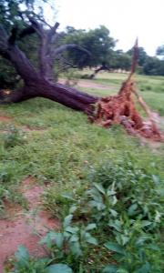 Storm uproot Tree at VUMUKWANA PRIMARY SCHOOL MBERENGWA