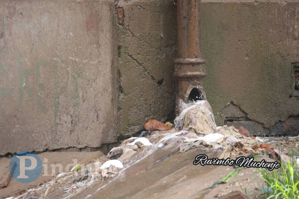 Mbare Tsikidzi Show Resistance To Pesticides