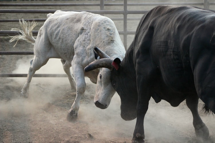 Raging Bulls
