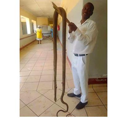 Mvuma snake