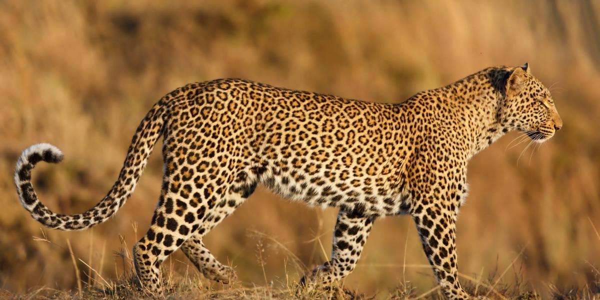 Leopard