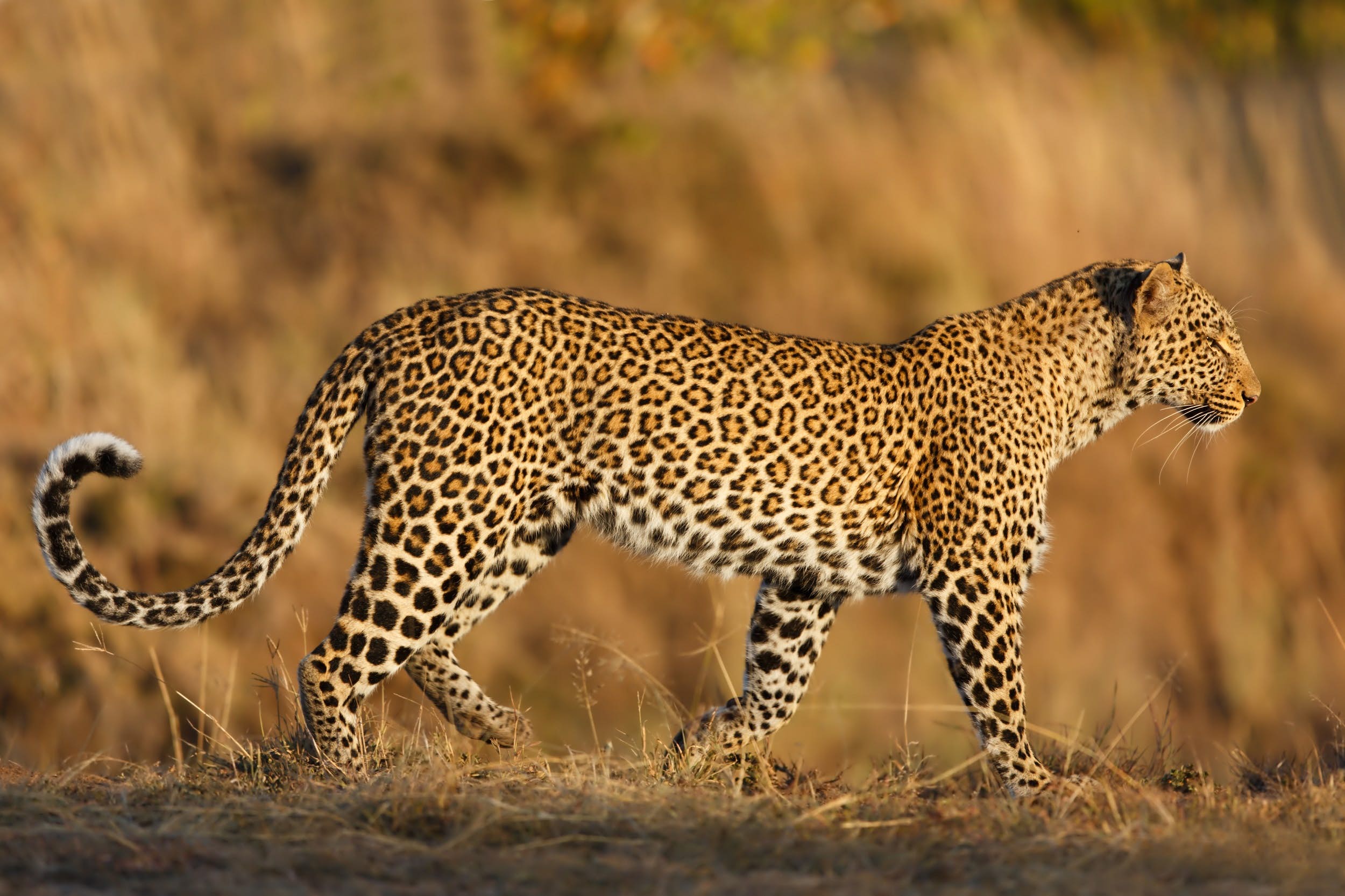 British Tourist (74) Dies During Holiday To See A Leopard In Zimbabwe