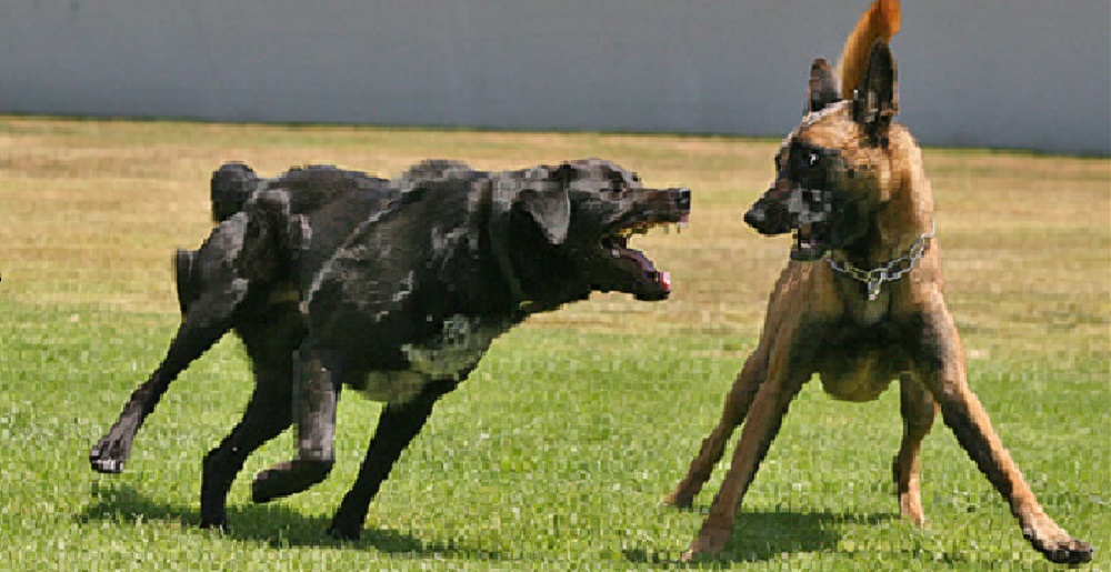 Stray dogs