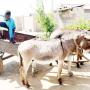 Donkey transport
