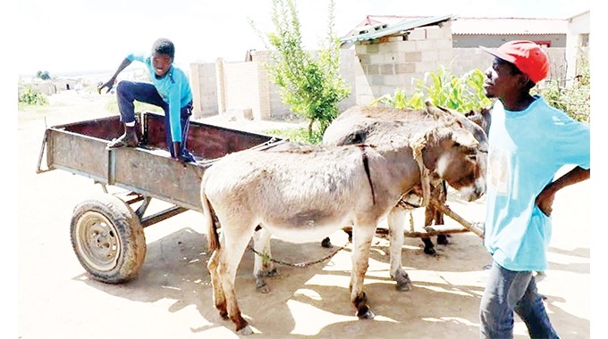 Donkey transport