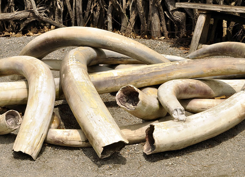 https://www.newzimbabwe.com/dete-man-found-with-7-ivory-pieces/