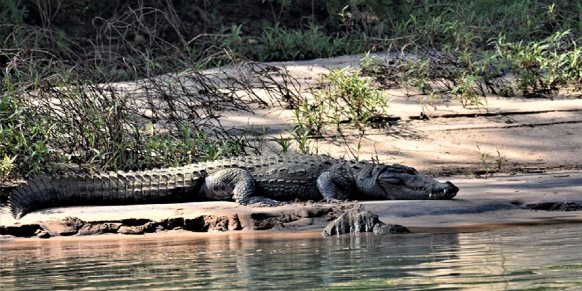 Crocodile