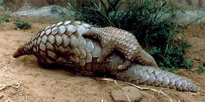 Pangolin