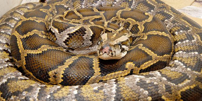 Students, Lecturers Live In Fear After Discovery Of Pythons At The College