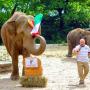 “Psychic” elephant