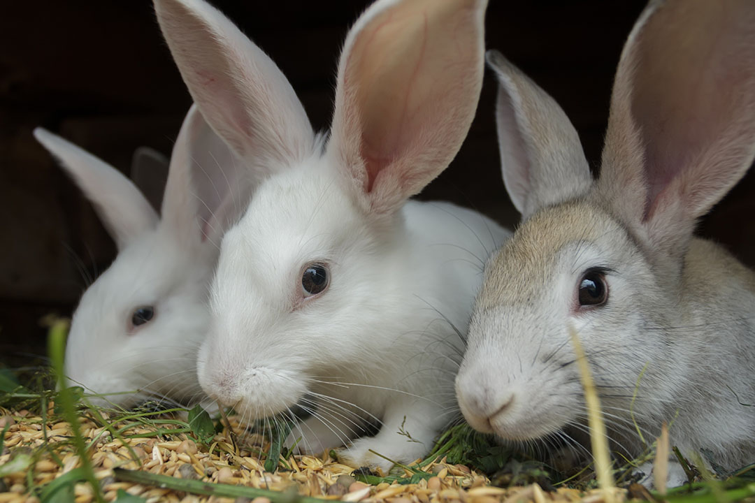 Rabbit Meat Consumption In Zimbabwe Surges
