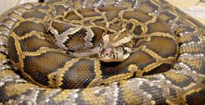 Python