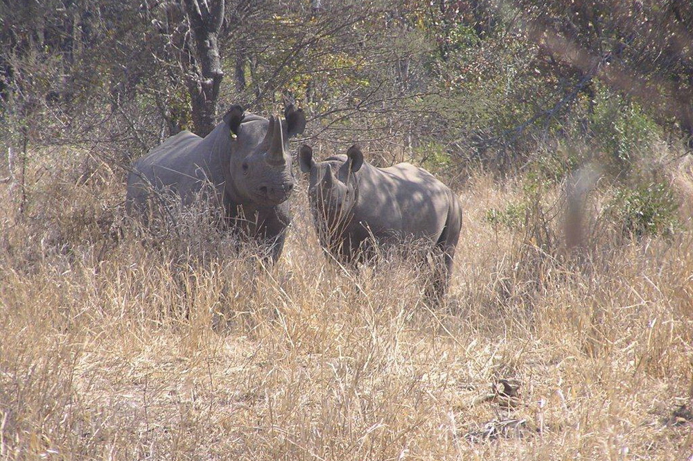 ZimParks Ranger Succumbs To Injuries Nearly Two Weeks After Black Rhino Attack