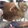cattle Zvimba Veterinary death