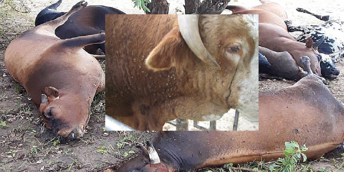 cattle Zvimba Veterinary death