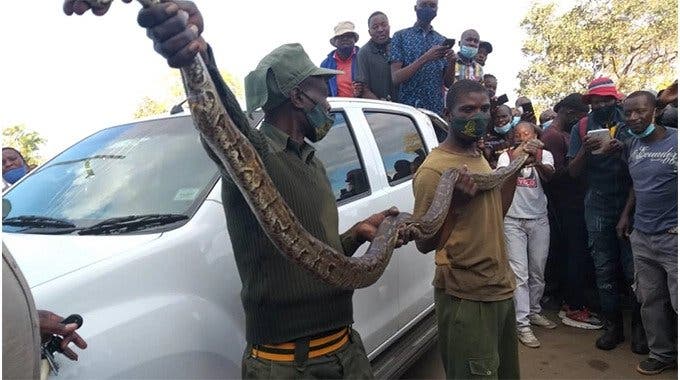 Python