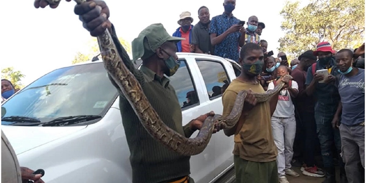 SNAKE CAR KWEKWE