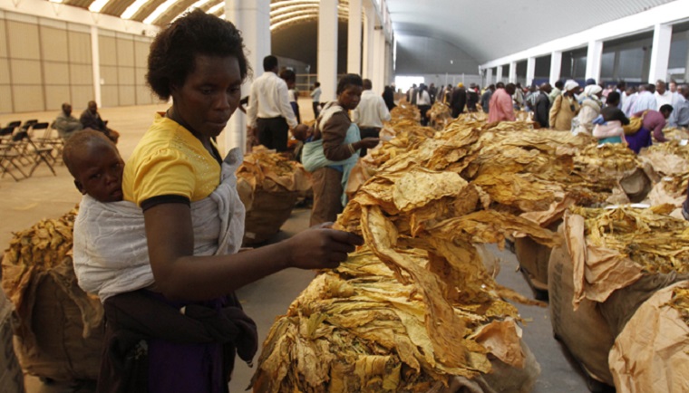 Tobacco Worth US$168 Million Sold During The Ongoing 2022 Marketing Season