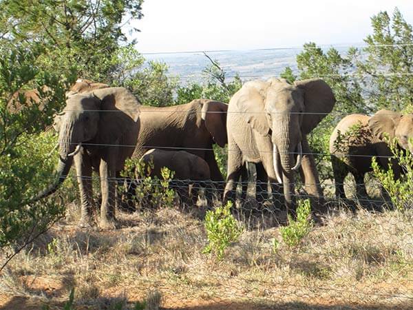 Stray Elephants Inflict Fear On Lupane Residents