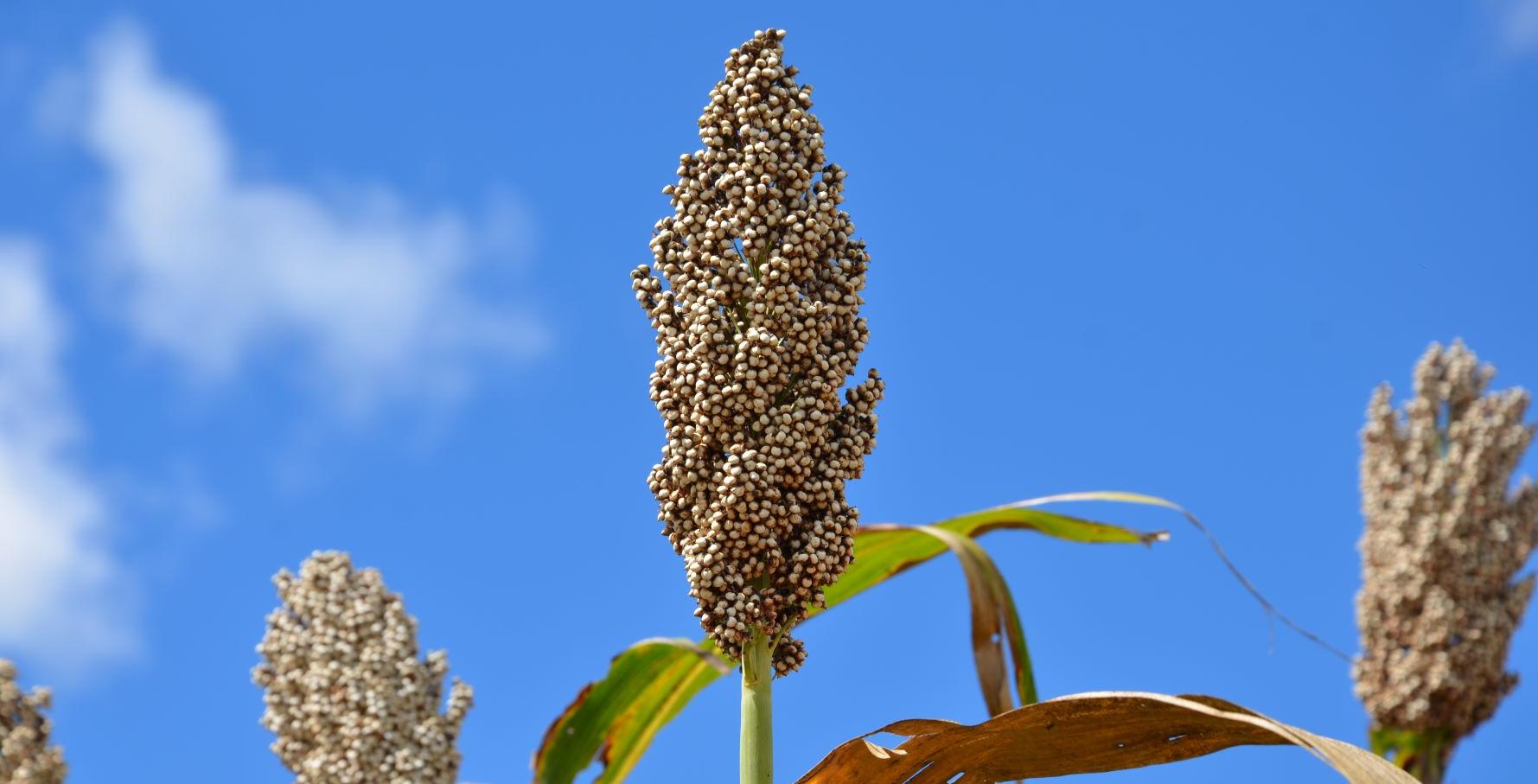 GMB Pegs Maize, Traditional Grains Prices At US$364.75 Per Tonne