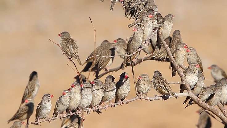 Quelea Birds