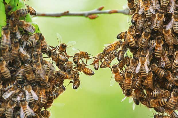 Residents Stung By Bees At Shopping Centre