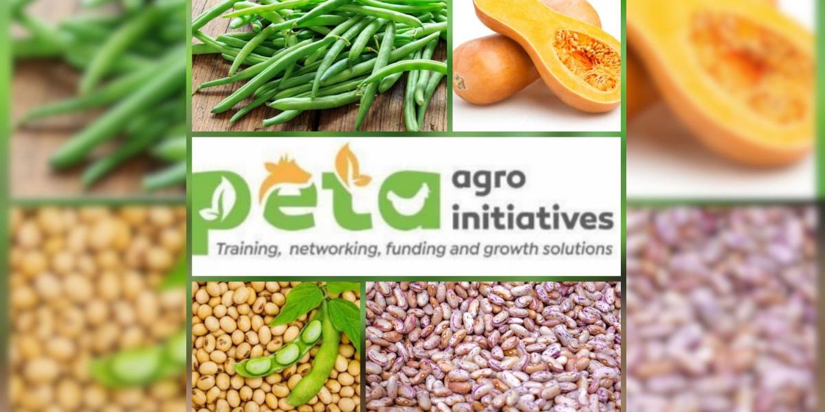 Peta Agro Beans Butternuts Farming Training Zimbabwe