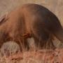 Three Men Suffer Swollen Stomachs After Eating An Ant-bear