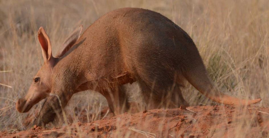 Three Men Suffer Swollen Stomachs After Eating An Ant-bear