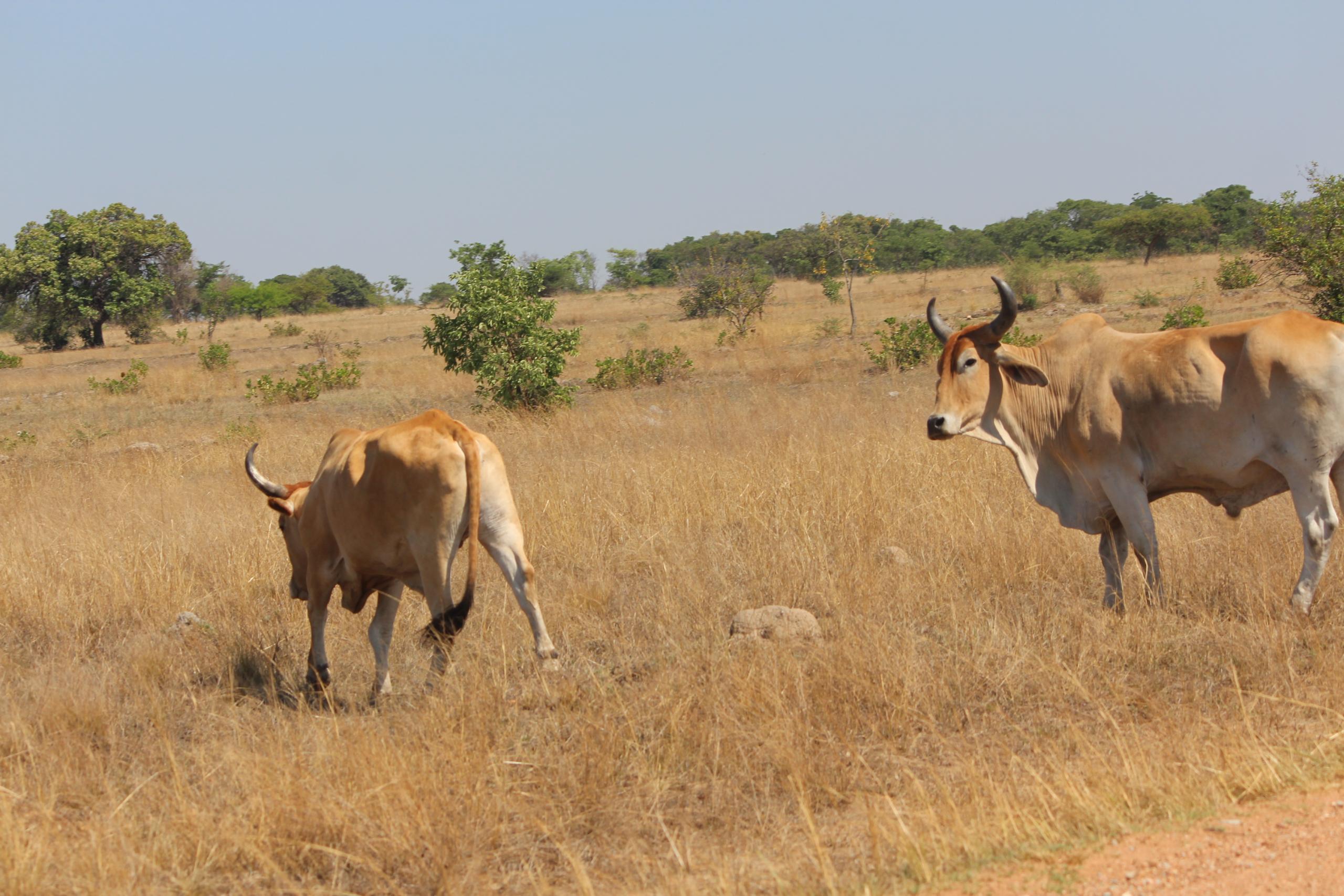 Farmers told to cut unproductive cattle ahead of El Niño drought