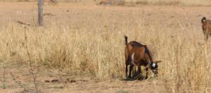 A 20-year-old Man Rapes A Goat To Death