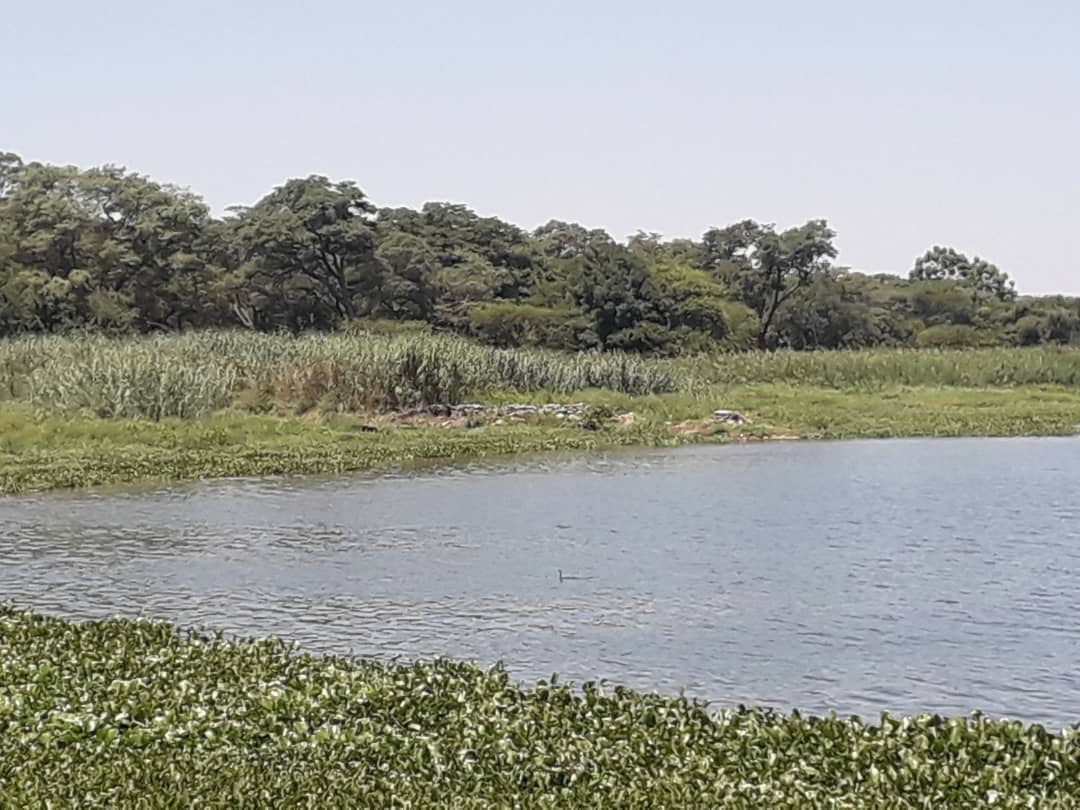 Sewage Contamination Suspected In Mass Fish Deaths At Lake Chivero