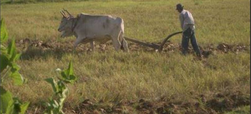 Bindura Man Ploughs A Football Pitch Saying It's His Land