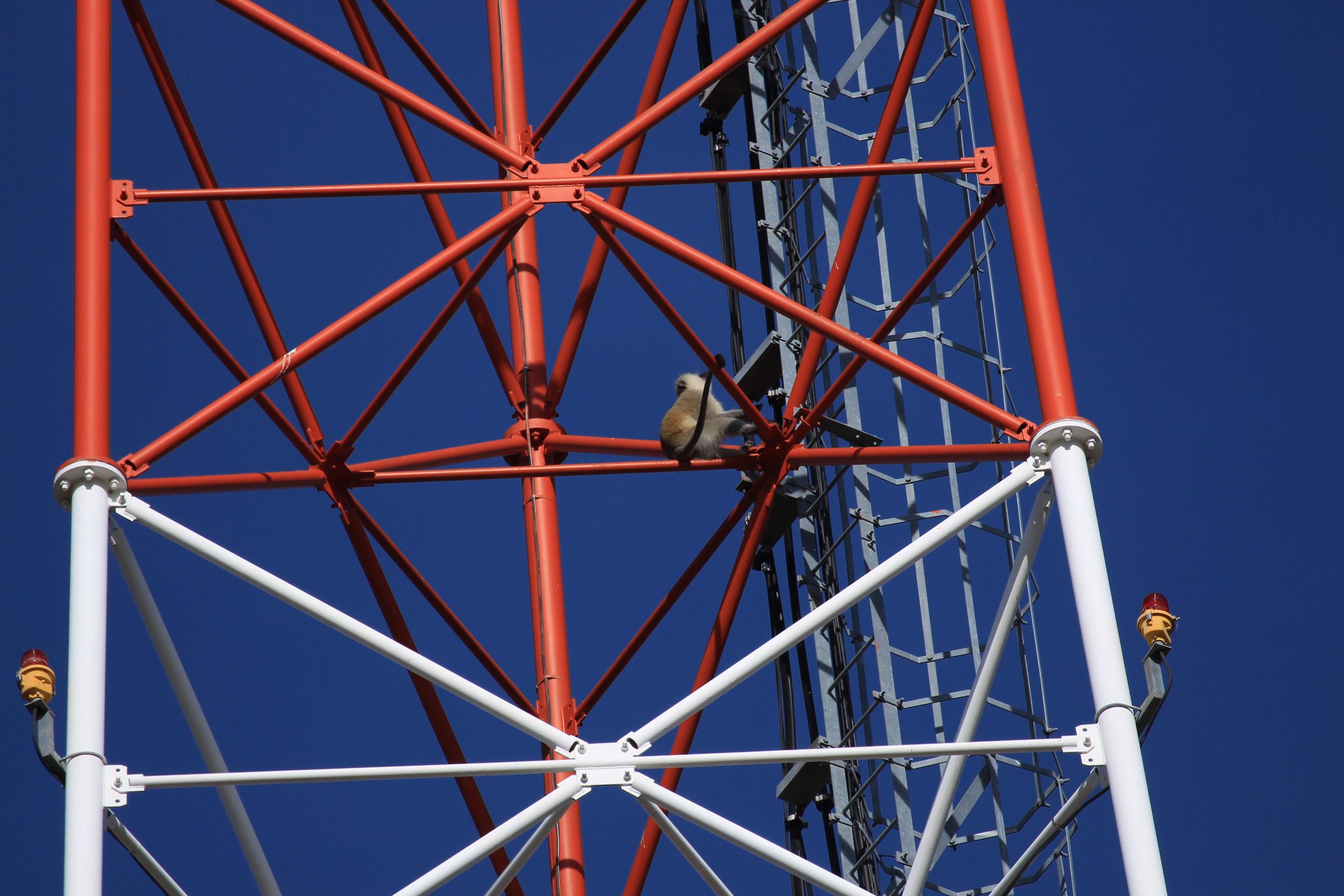 Villagers Still Climbing Trees, Mountains To Access Cellphone Networks